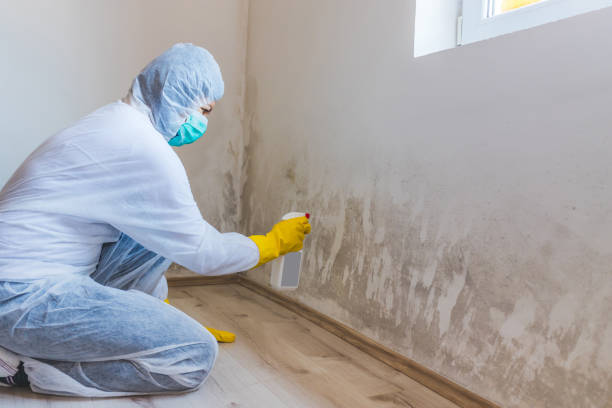 Licensed Basement Mold Remediation service in Burke, VA - WQB Mold Removal