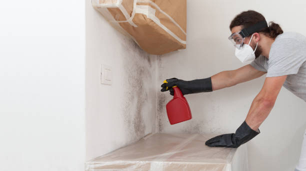 Professional Basement Mold Remediation technician working in Burke, VA