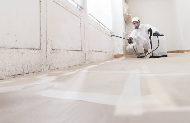 24/7 Emergency Basement Mold Remediation experts in Burke, VA