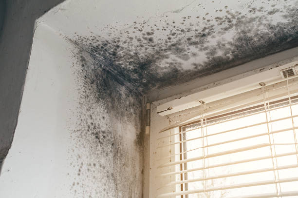 Affordable Basement Mold Remediation solutions in Burke, VA