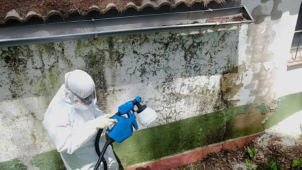 Top rated local Basement Mold Remediation specialists in Burke, VA